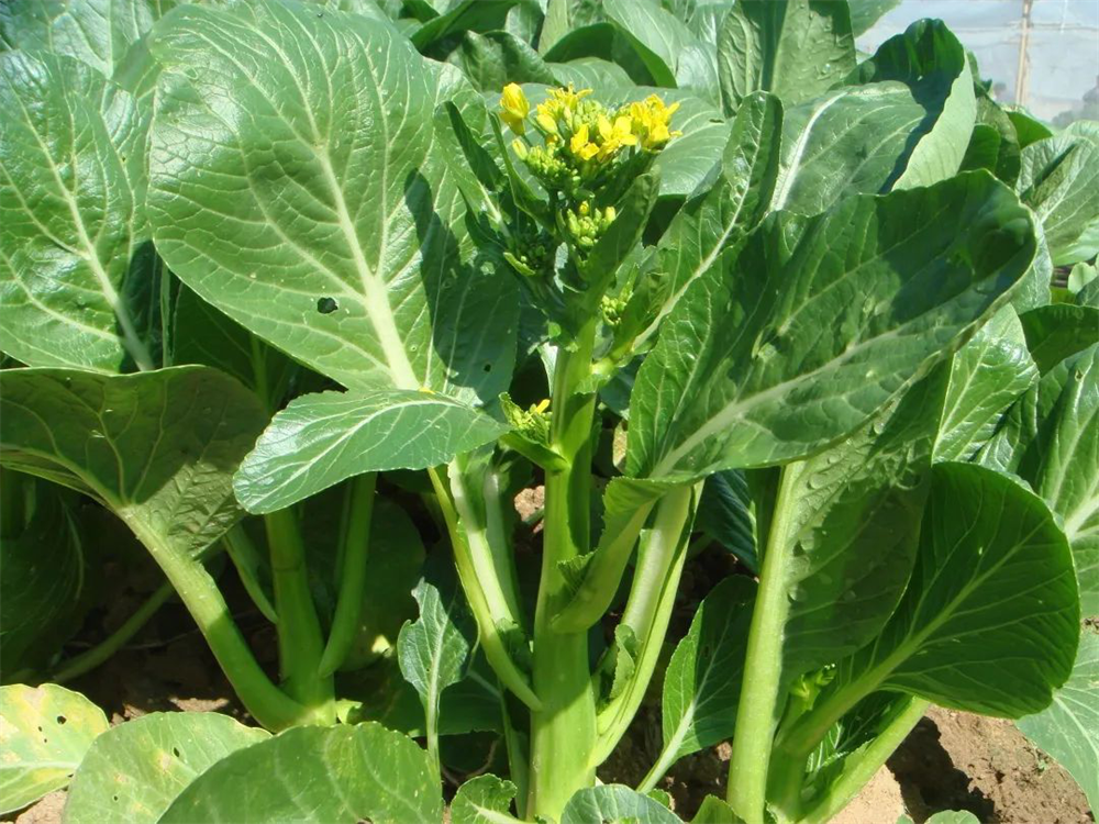 极速28网(中国)官方网站