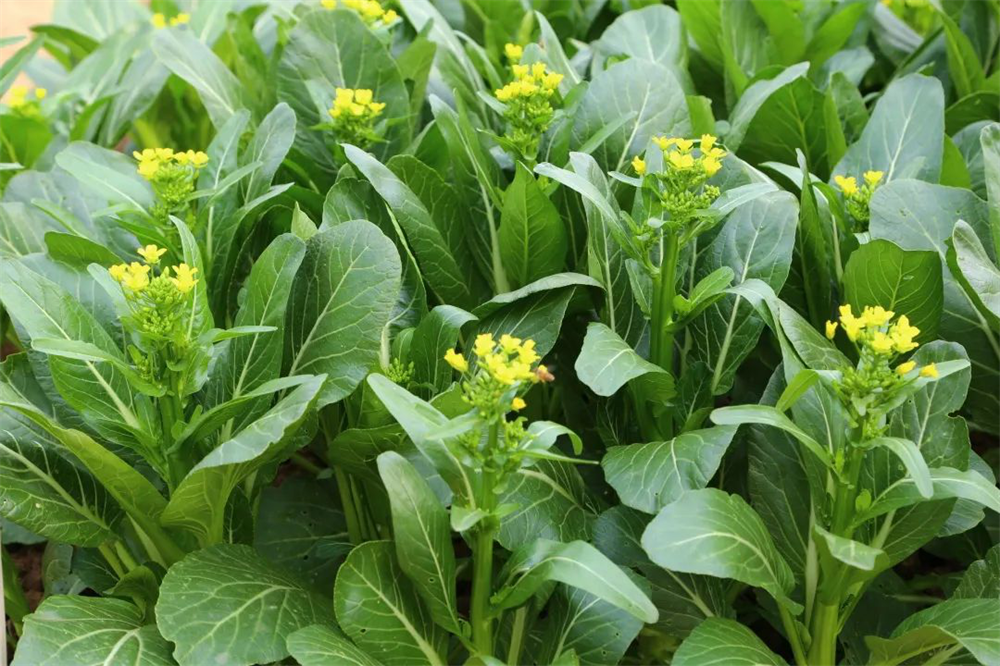 极速28网(中国)官方网站