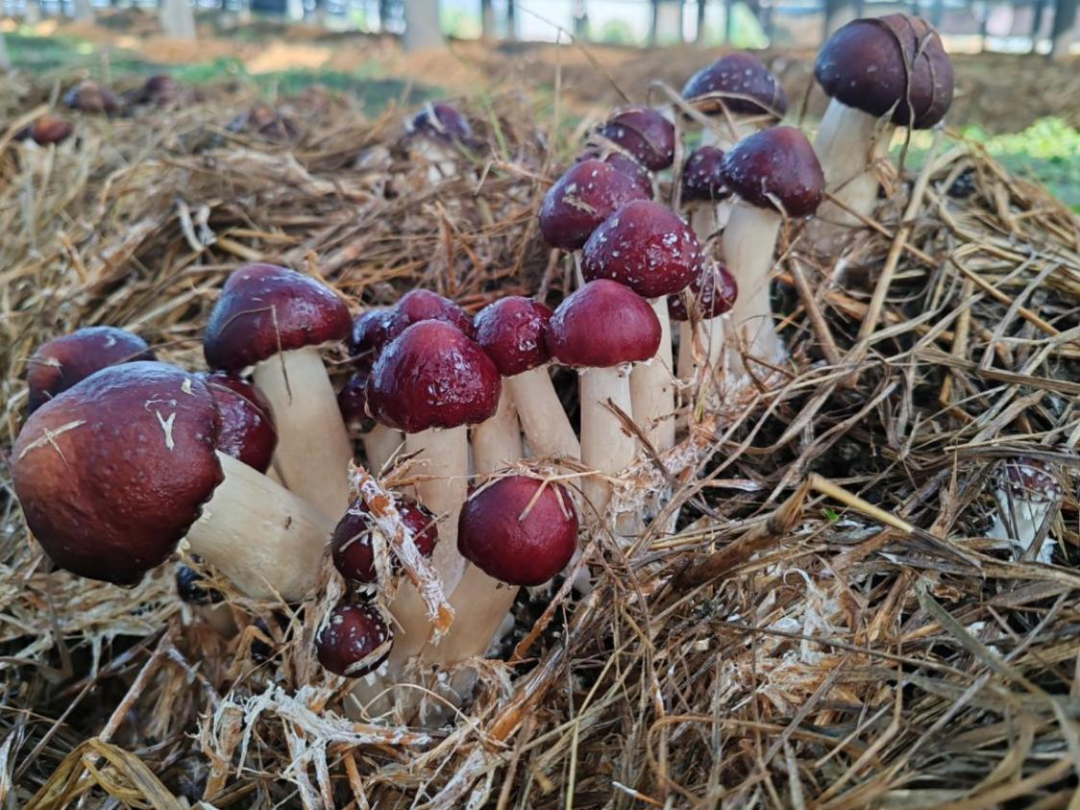 极速28网(中国)官方网站